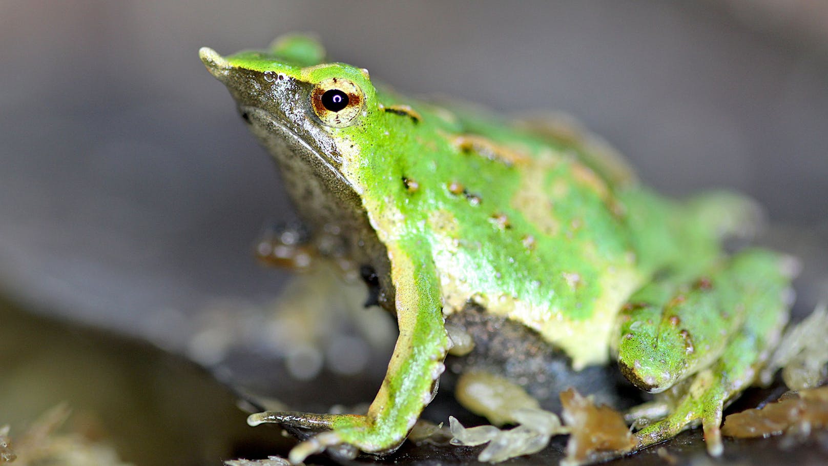 Man nennt den Darwin-Frosch auch "Nasenfrosch". 