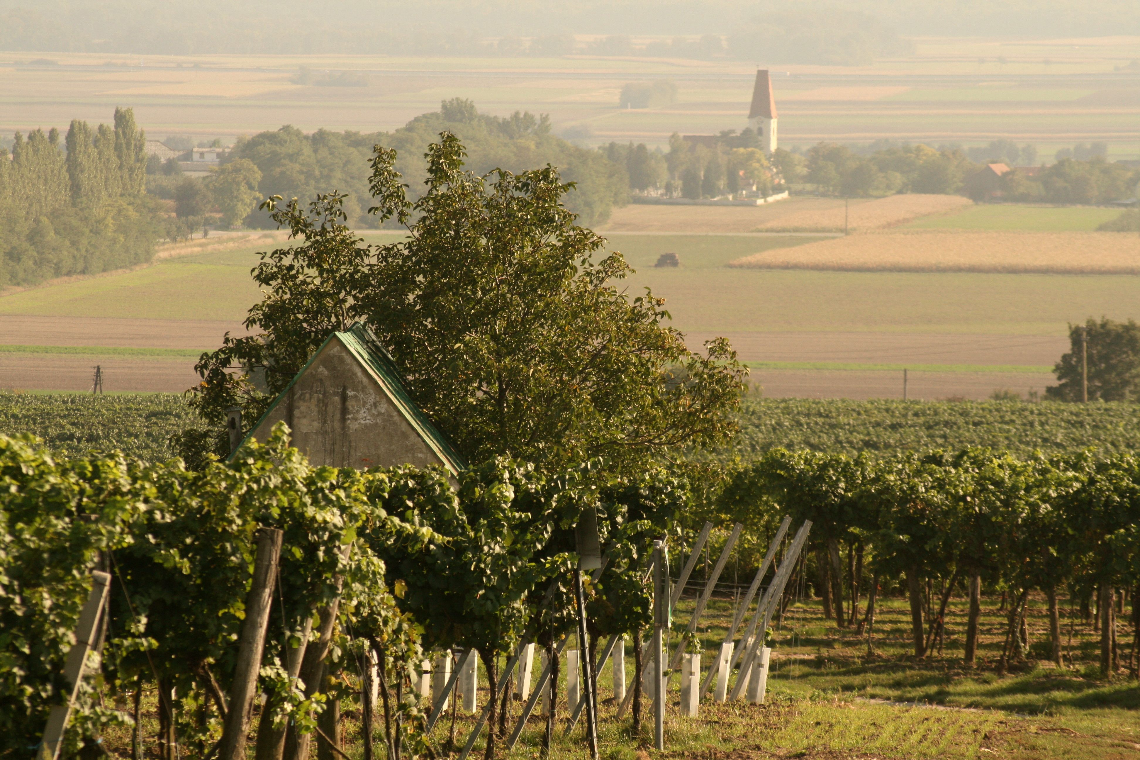 Marktgemeinde Fels am Wagram