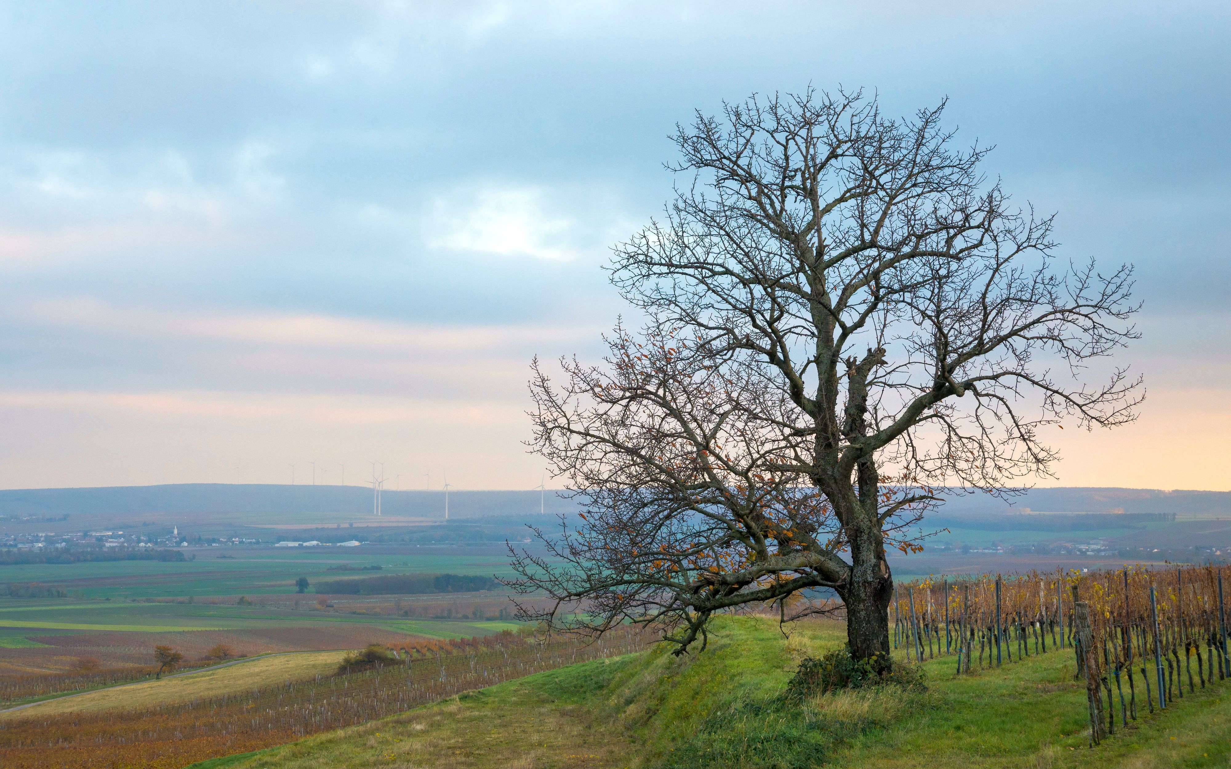 Im Bezirk Oberpullendorf trauert man nach der furchtbaren Tat in Wien um das getötete Baby.