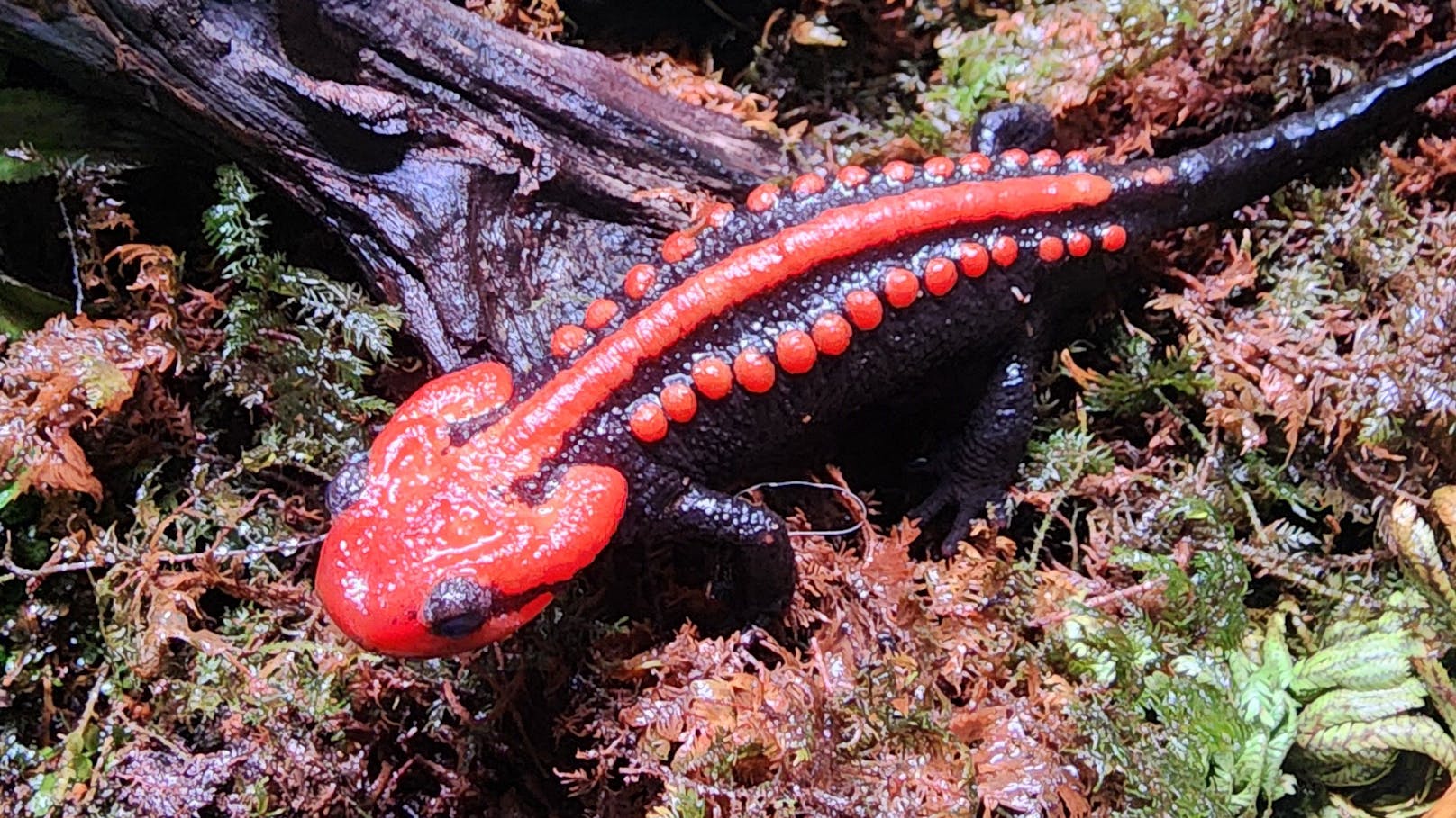 Ein leuchtend orangefarbener Krokodil-Molch, der in einer für Amphibien ungewöhnlichen Höhenlage lebt (1.800 bis 2.300 Meter).