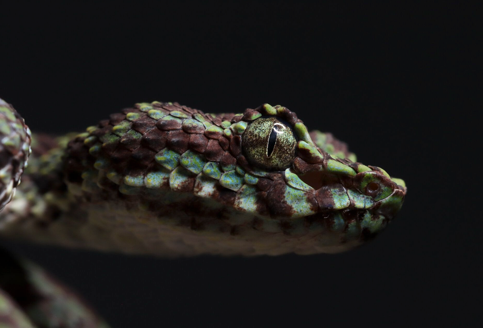 Die neu entdeckte Otter trägt den klingenden Namen Trimeresurus ciliaris.