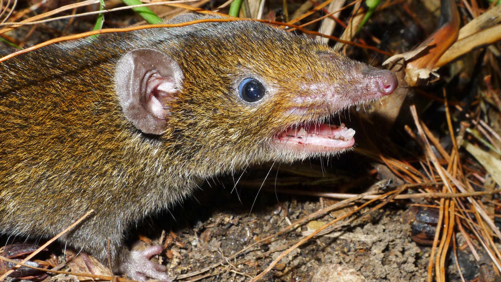 Hat keine Stacheln, aber Vampirzähne: ein neu entdeckter Igel vom Mekong.