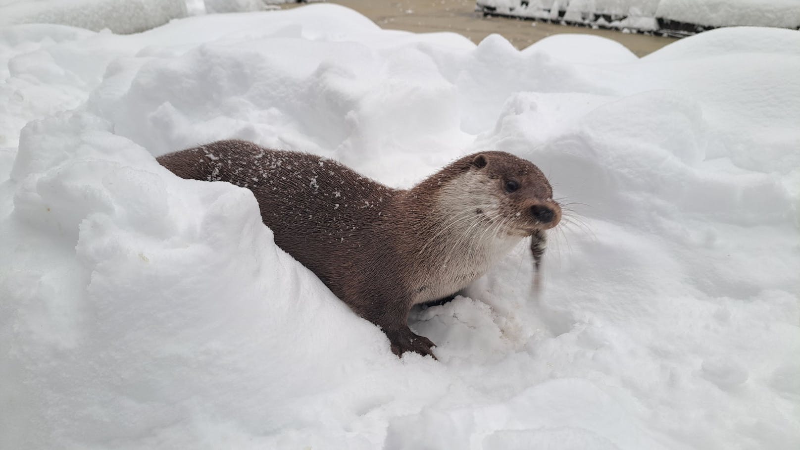 Dank Otter-Patenschaften kann sich der gerettete Otto den Bauch mit leckerem Fisch vollschlagen.