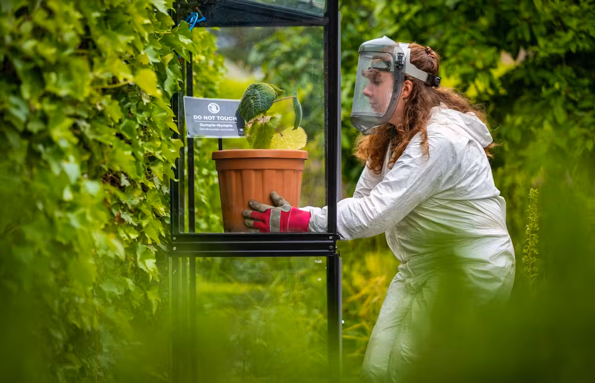 Mit ihrer einzigartigen Toxizität stellt die Gympie-Gympie alle anderen Giftpflanzen in den Schatten.