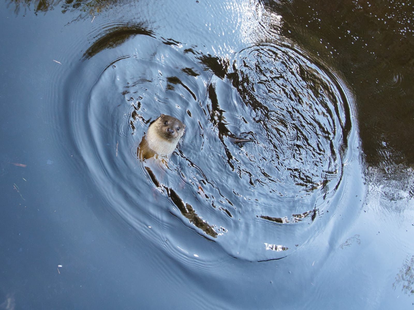 Eine der Patenschaften zum Verschenken hilft Otter-Findel Otto im Naturpark Hochmoor Schrems