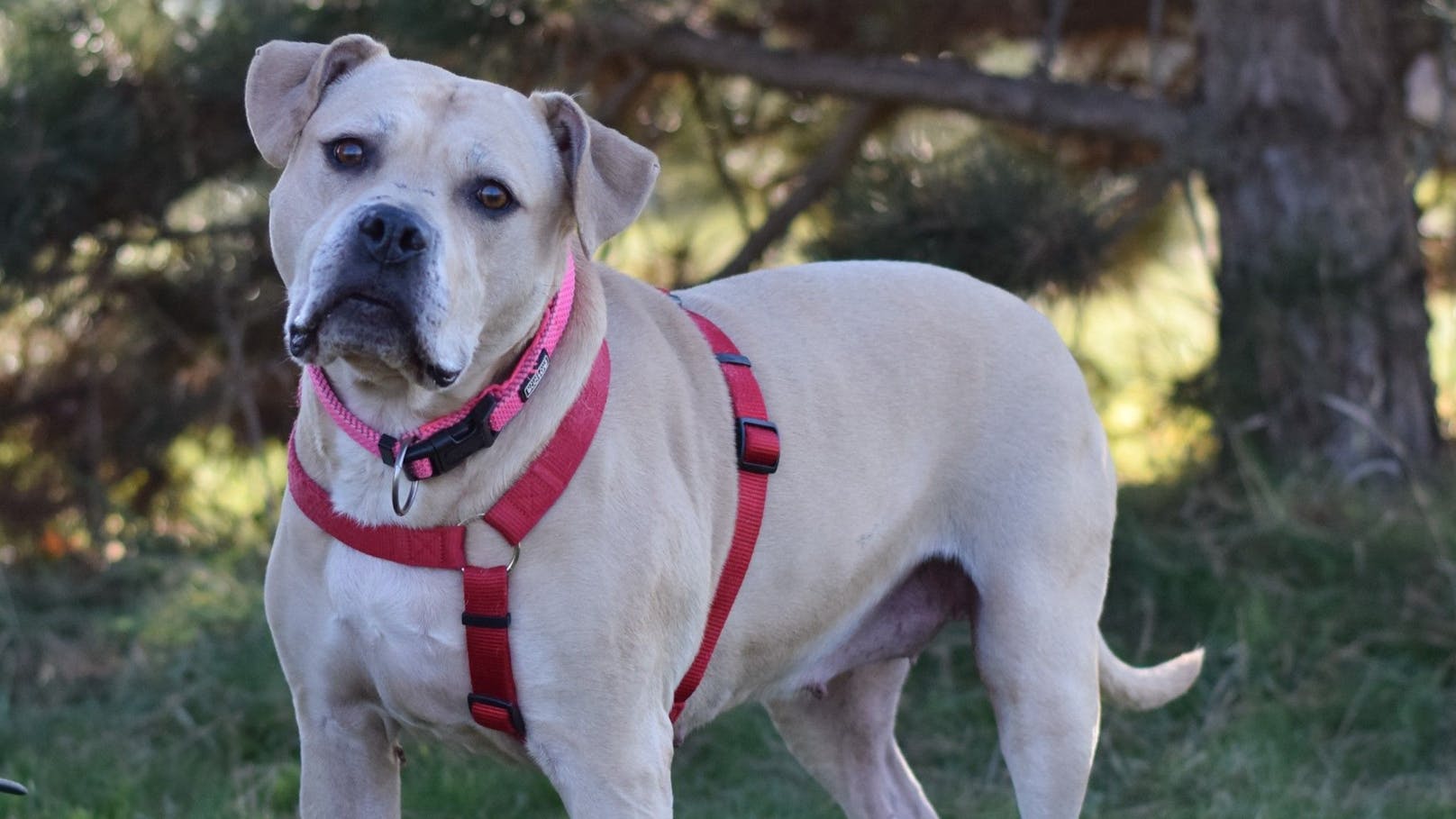 Hunde-Seniorin Luna hofft auf ein Weihnachtswunder