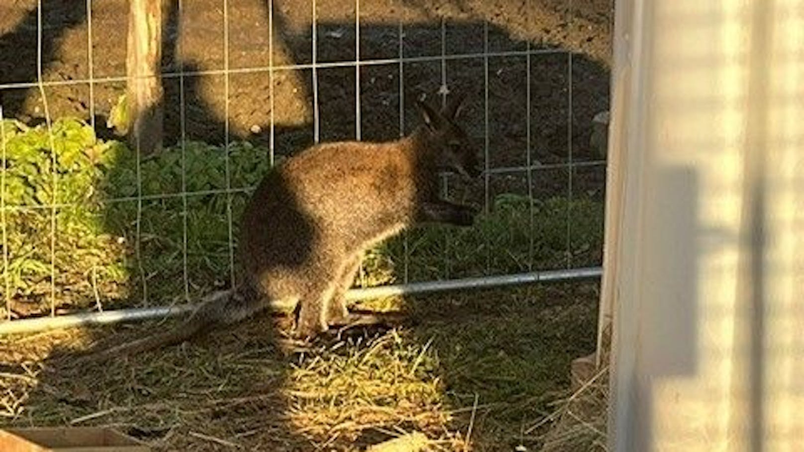 Känguru "Mirko" konnte letzten Endes wohlbehalten eingefangen werden. 