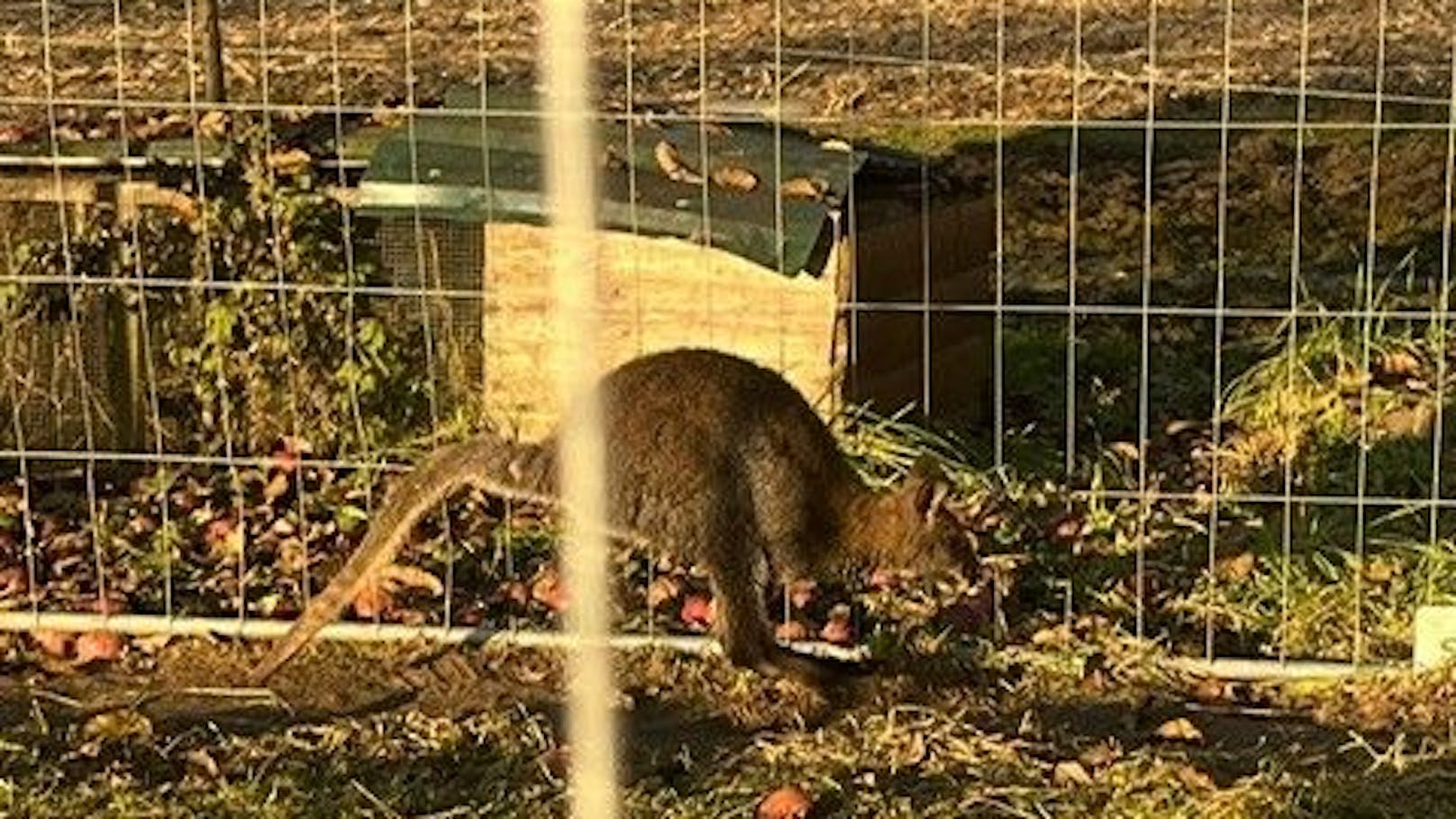 Känguru "Mirko" konnte letzten Endes wohlbehalten eingefangen werden. 