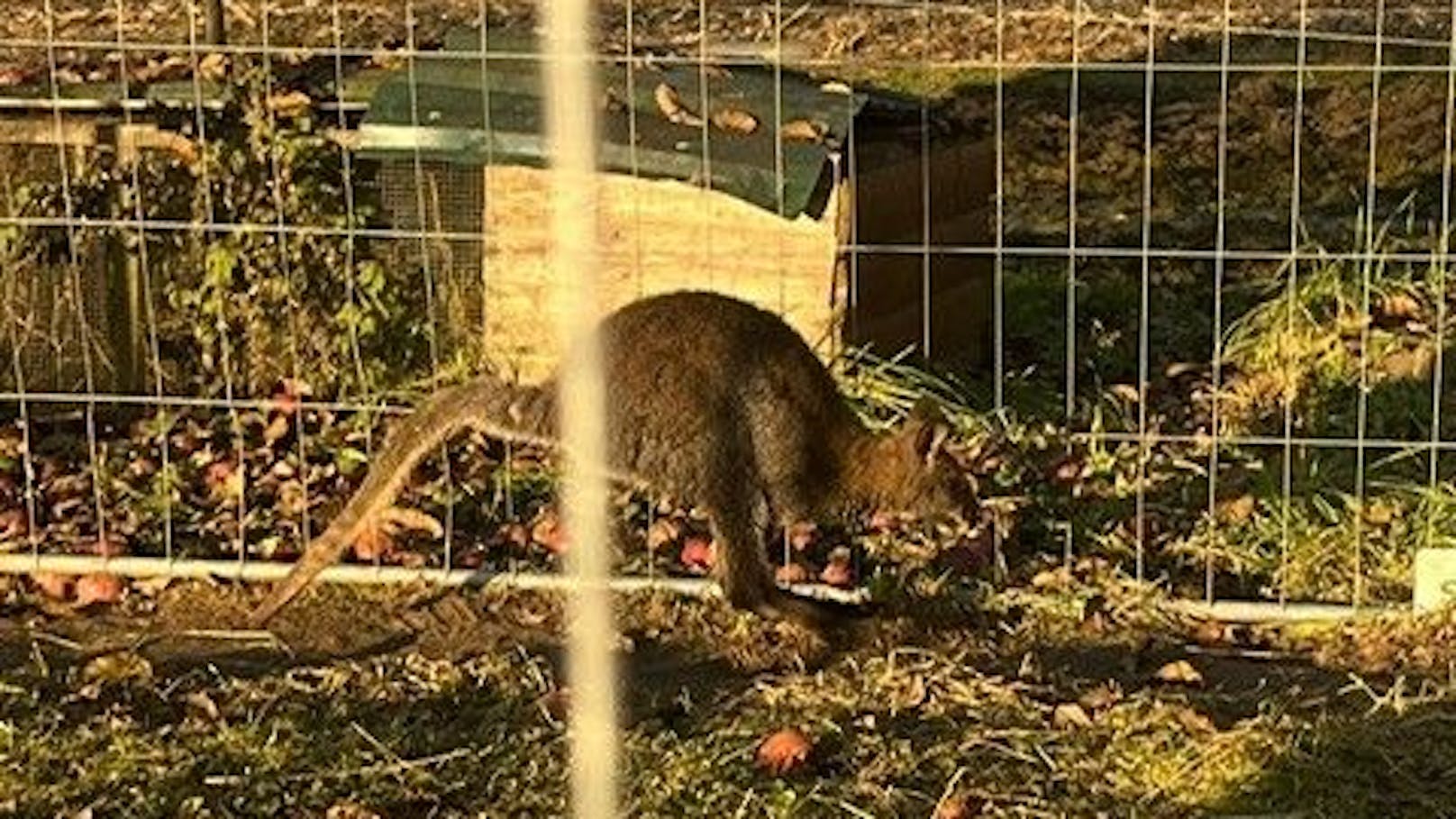 Känguru entlaufen – tierischer Einsatz in Kärnten