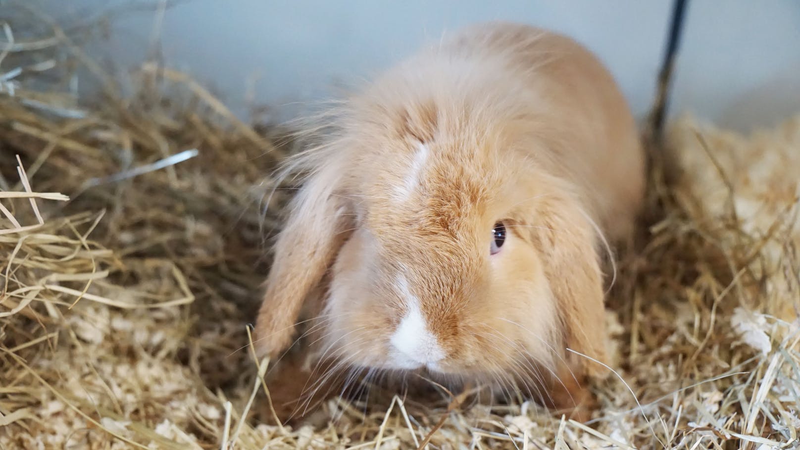 <strong>BISCUIT:</strong> Biscuit ist ein 7 Monate altes Kaninchen, das ein liebevolles und artgerechtes Zuhause sucht. Er ist neugierig, aktiv und freut sich über ausreichend Platz zum Hoppeln, Buddeln und Erkunden. Da Kaninchen sehr soziale Tiere sind, wünschen wir uns für Biscuit ein Zuhause, in dem bereits Artgenossen leben, oder die Möglichkeit, gemeinsam mit einem anderen Kaninchen vermittelt zu werden.