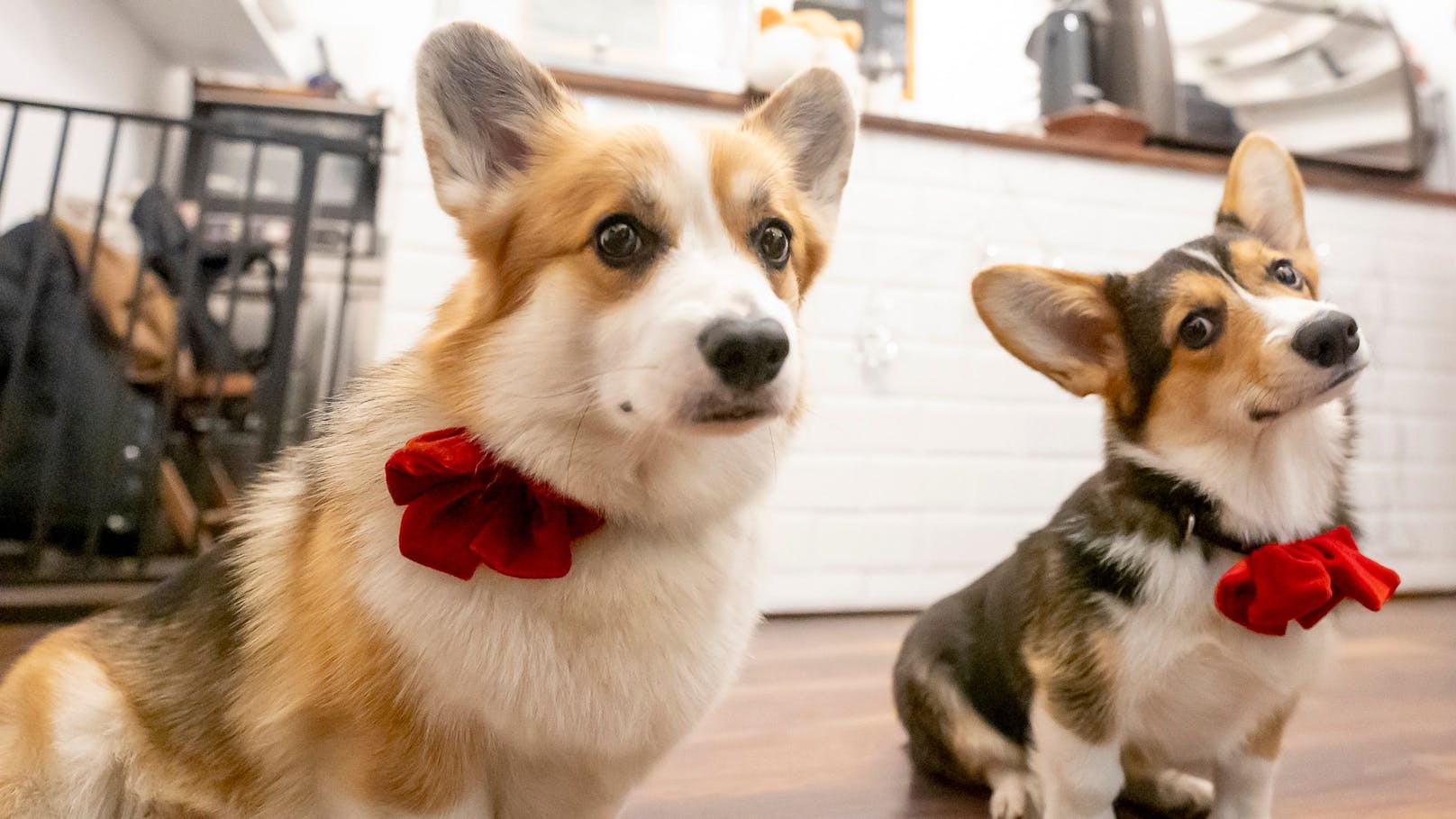 Corgi-Charme hoch zwei – die besten Café-Begleiter!