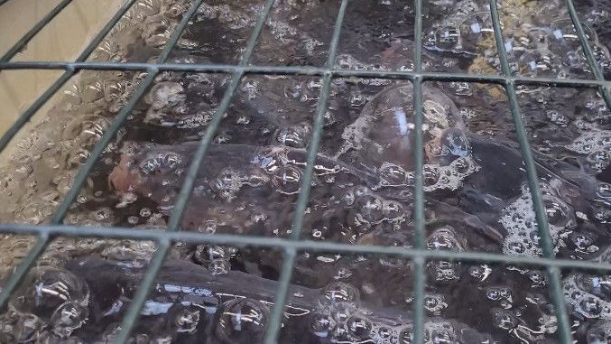 Einige Tiere haben Wunden. Das kann durch die Enge der Haltung, Gewalt beim Transport oder die Brutalität beim Herausfischen passieren.