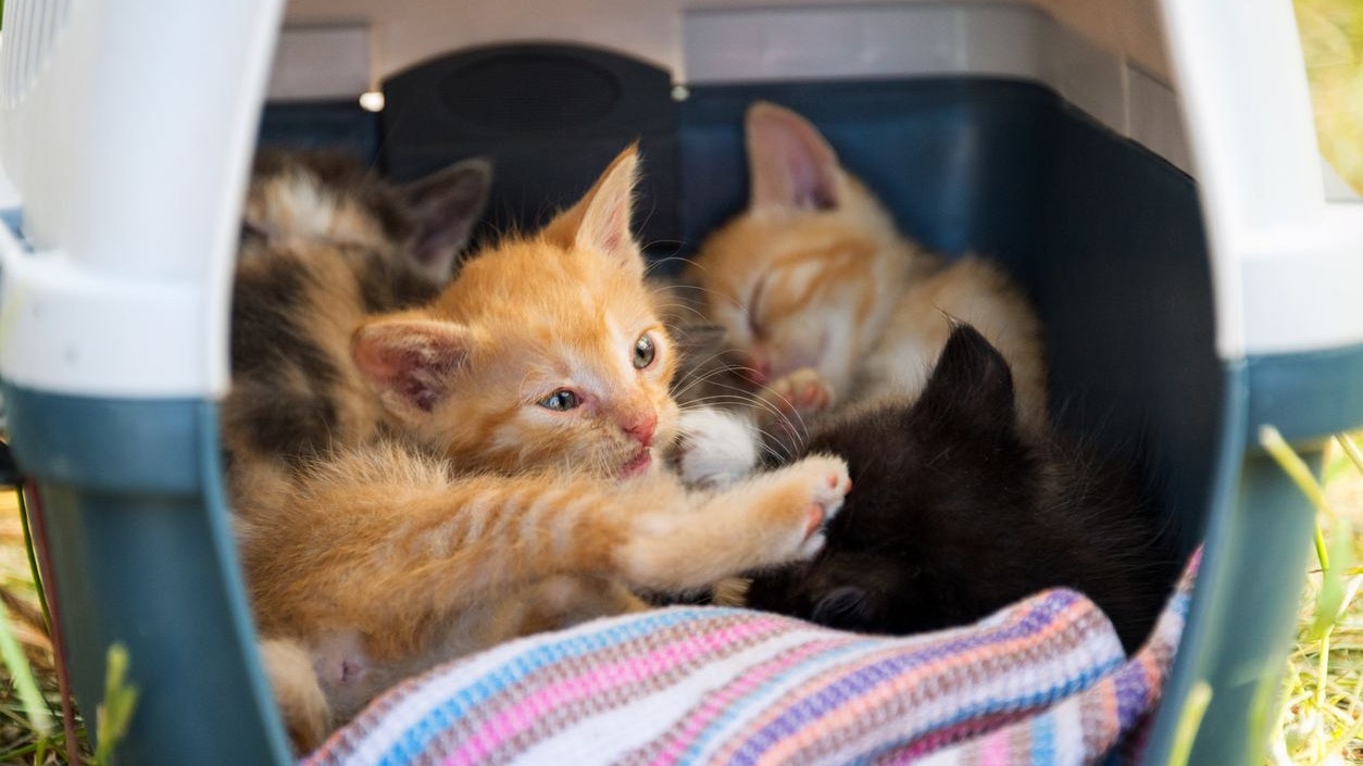 Sechs Samtpfoten – darunter vier Kätzchen – wurden in der Wohnung gefunden. (Symbolbild)