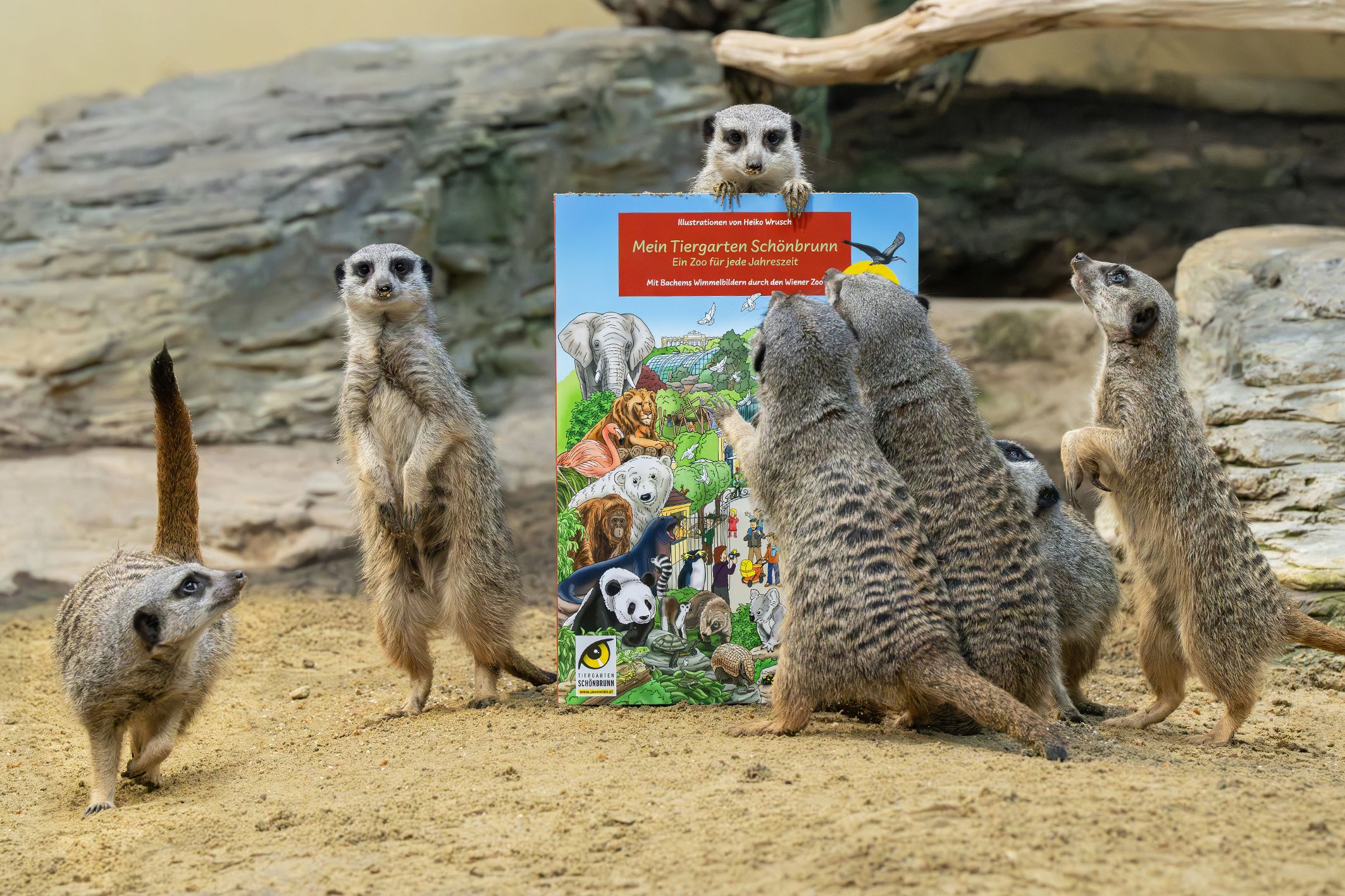 Auch für die Erdmännchen dürfte es sich um ein Meisterwerk handeln.