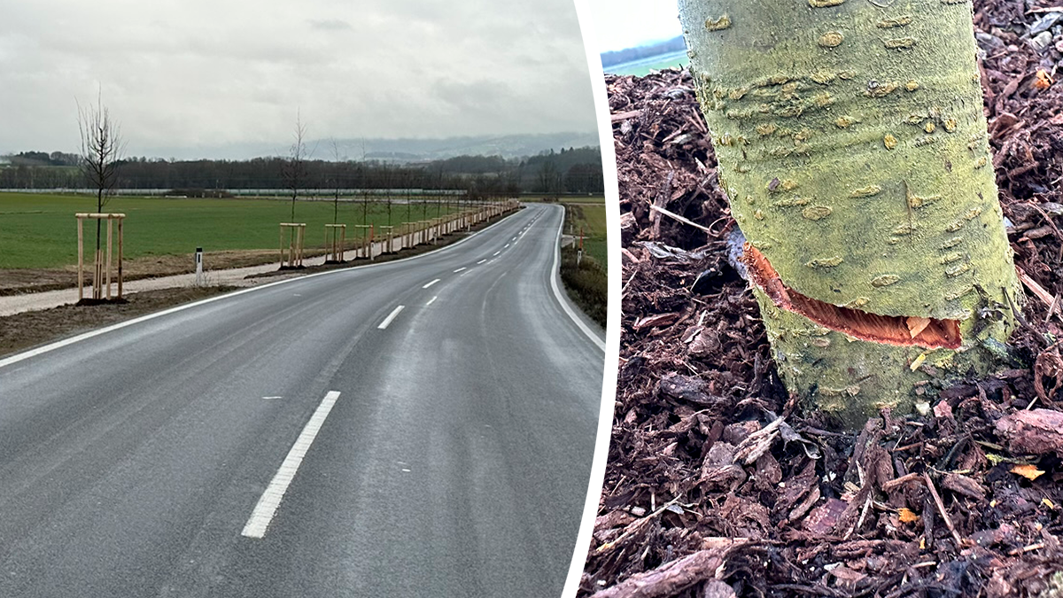 Mit einer Kettensäge wurden 59 frisch gepflanzte Allee-Bäume schwer beschädigt.