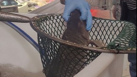 Schwerste Misshandlung: um den Fisch aus dem Becken zu heben, drückt der Mann dem Karpfen bei vollem Bewusstsein mit den Fingern die Augen ein. Anzeige!