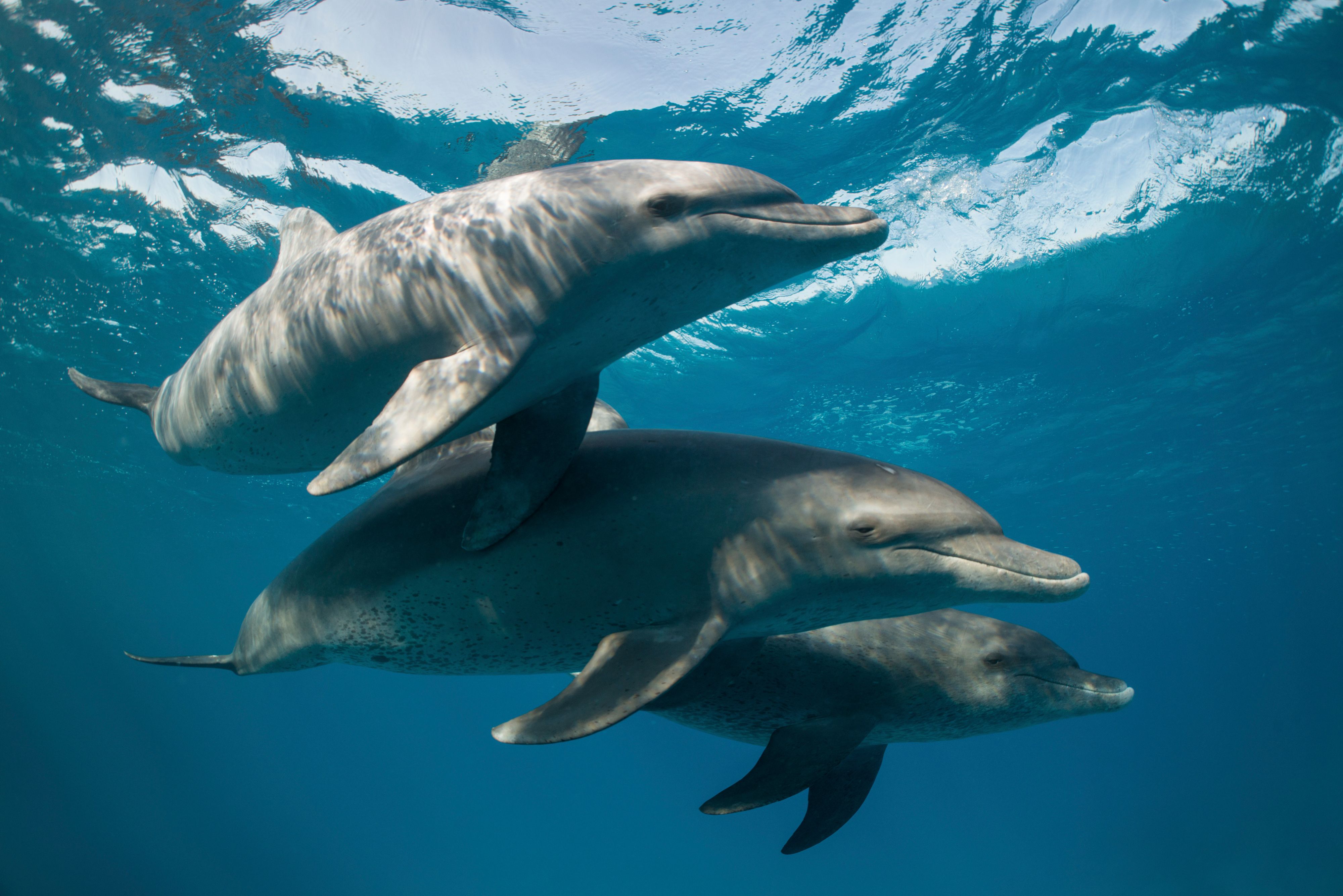 In 18 Fällen wurde bei den getesteten Delfinen Fentanyl nachgewiesen. (Symbolbild)