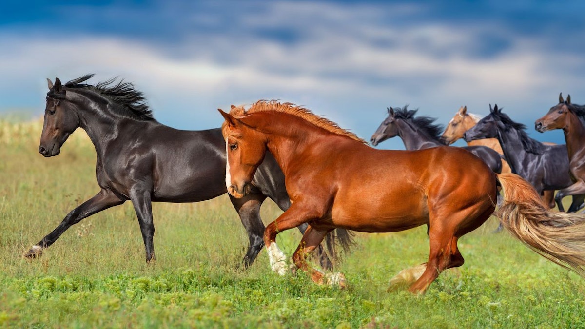 Ist Vollblut Und Cob Das Gleiche Tierischer Ratgeber – Vollblut, Warmblut, Kaltblut – das ist der