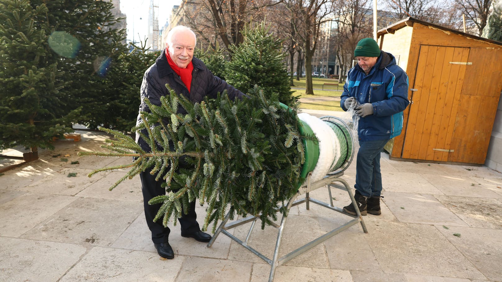 Die Tannen werden für den Transport vorbereitet.