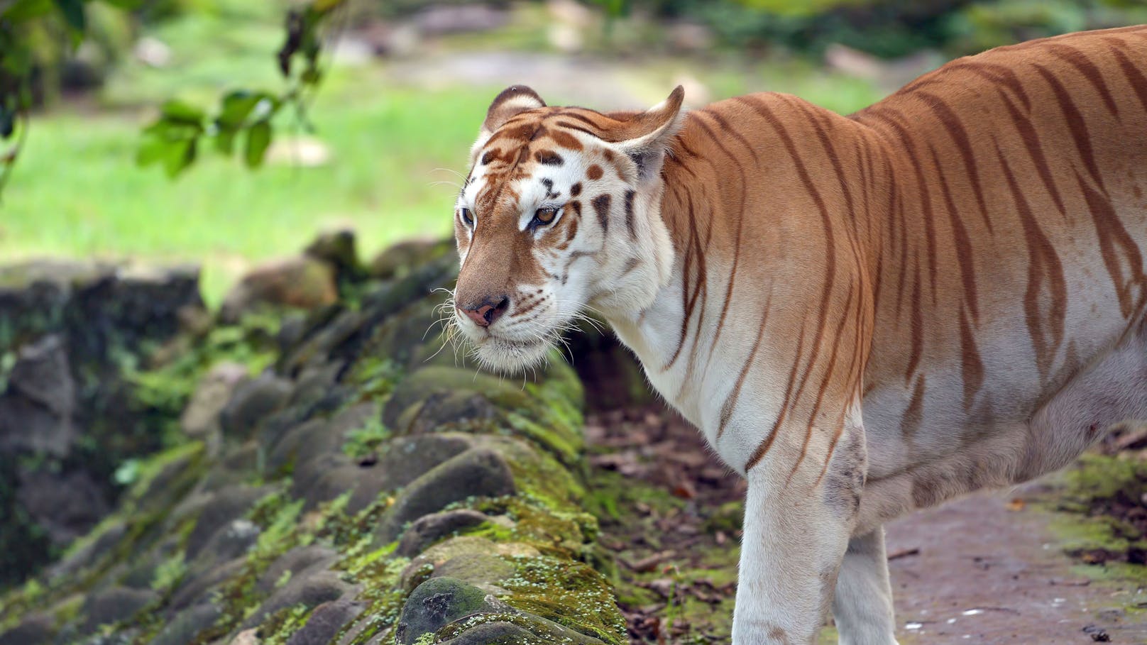 Wie auch bei der weißen Fellfarbe ist es in freier Wildbahn kaum möglich, dass sich zwei Tiger mit dem Gendefekt finden und verpaaren, weshalb Tierschützer auf viel zu kleine Populationen hinweisen. 