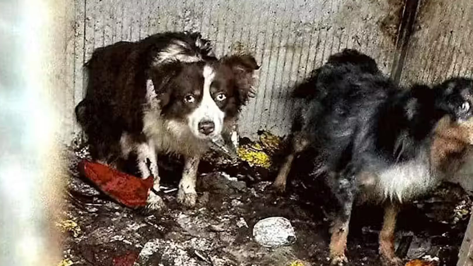 Spezialeinheit der Polizei stoppte Grazer Tierquälerin