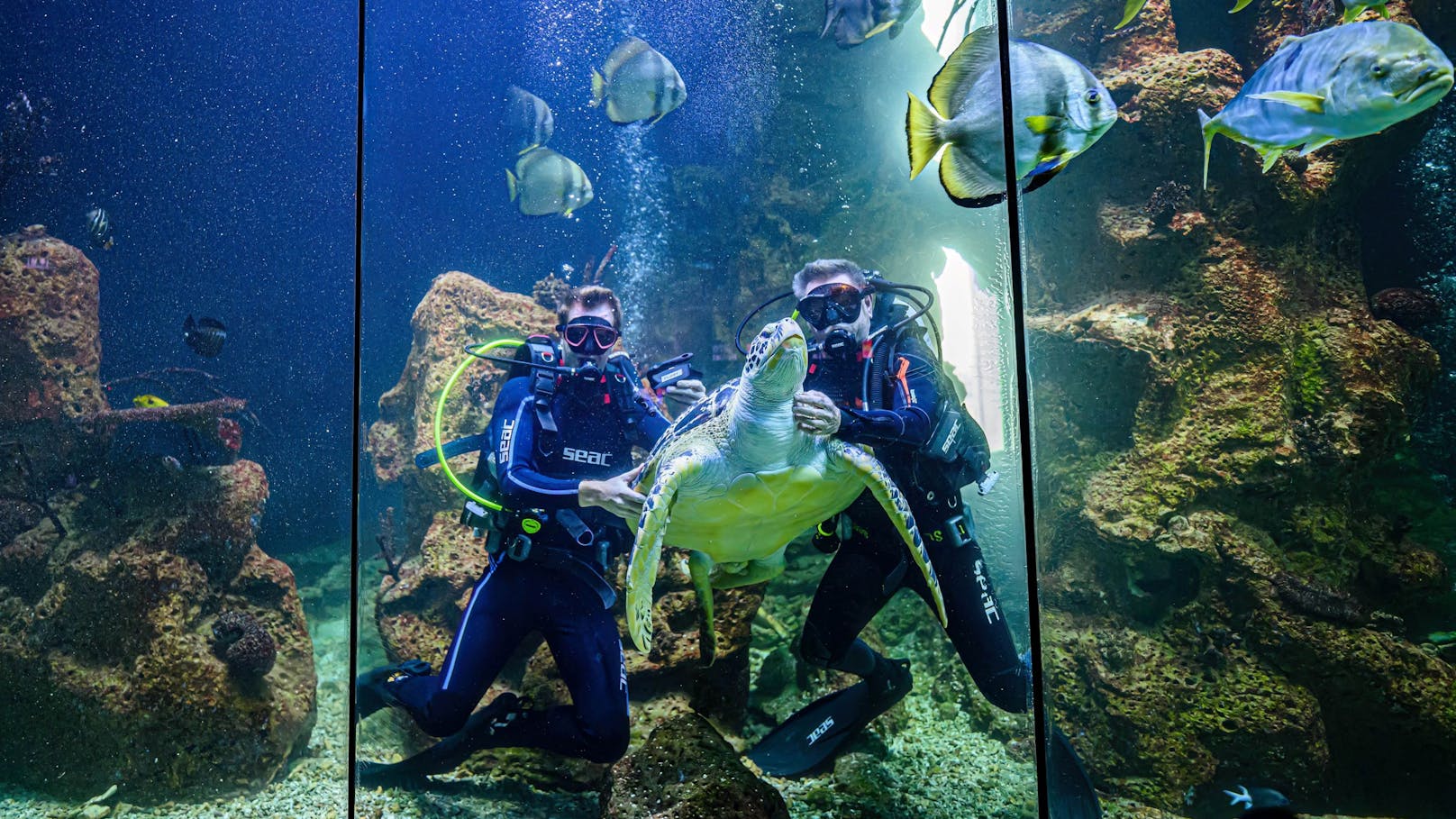 Neuer Chef des "Haus des Meeres" schwimmt mit den Haien