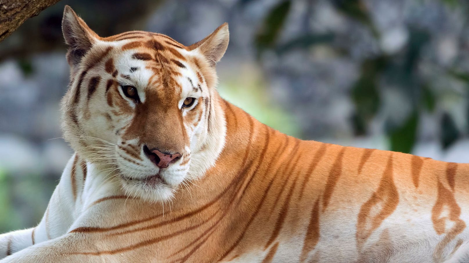 Die Tiere sind insgesamt heller und haben keine schwarzen, sondern orange Streifen. 