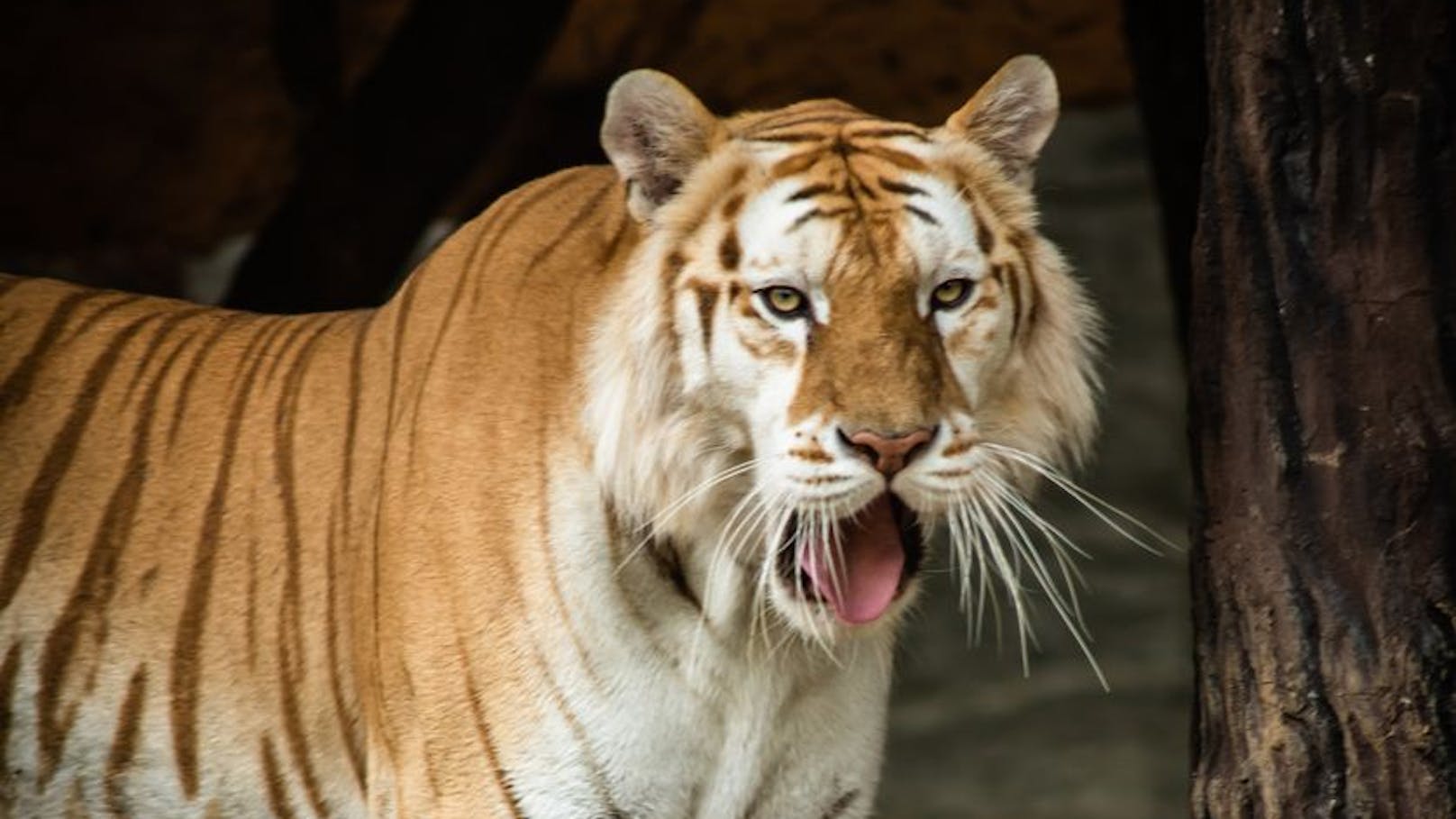 Die genetische Vielfalt bei Tigern ist durch die Beschneidung ihrer Lebensräume kaum noch möglich. 