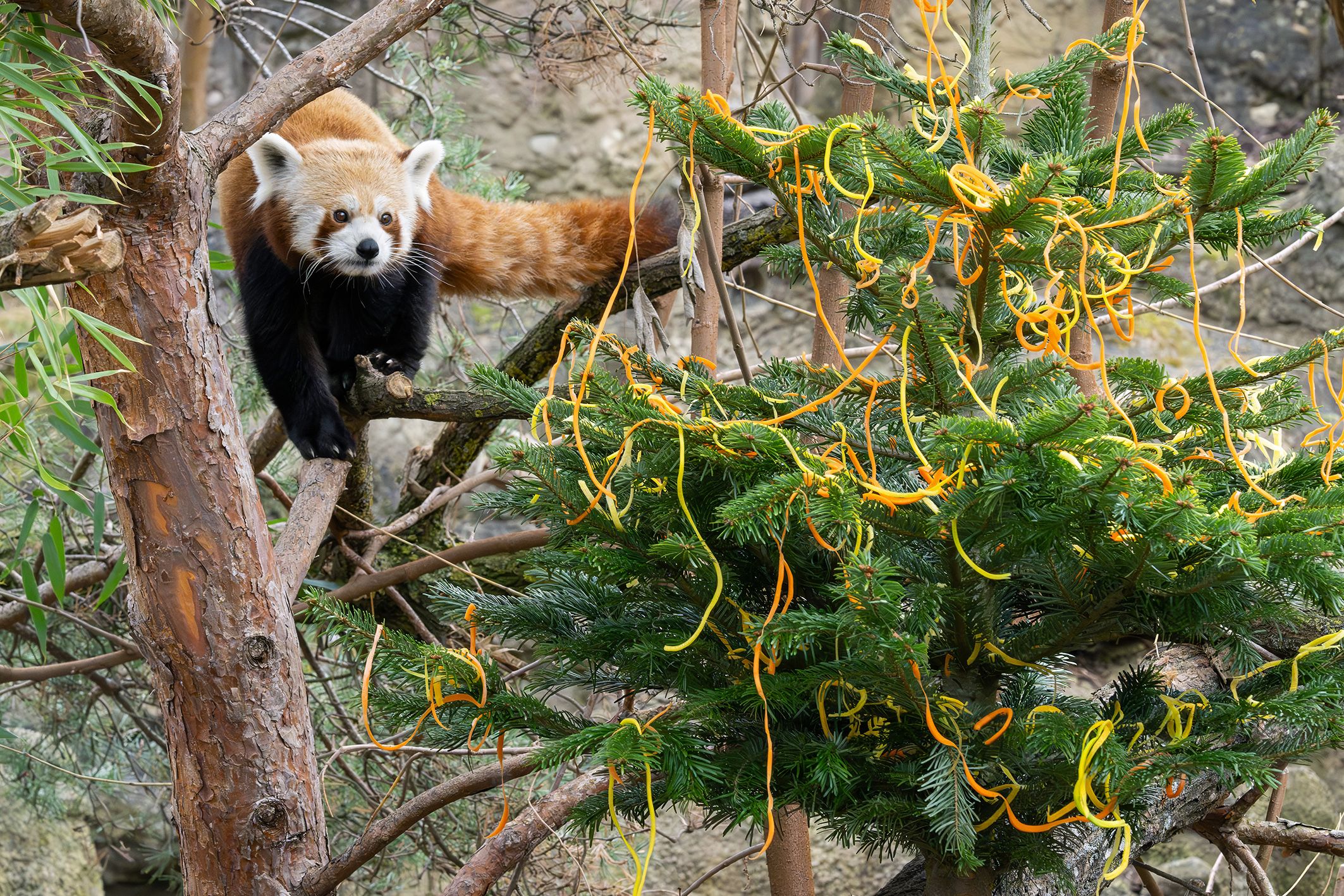Der Christbaum für die Roten Pandas wurde auf einem Klettergerüst befestigt.