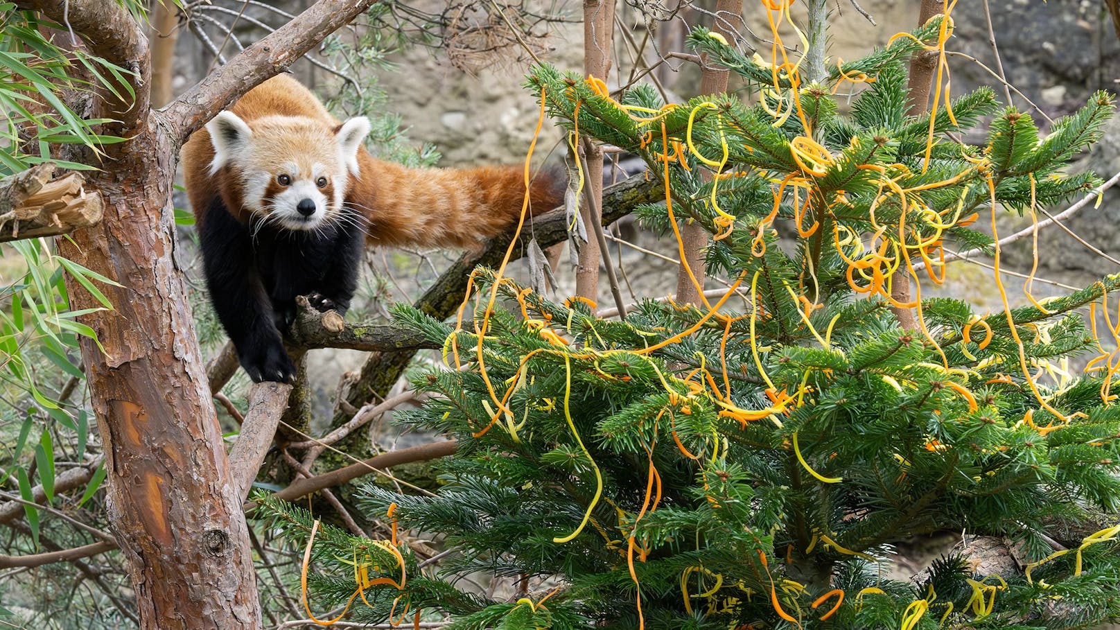 Diese Weihnachtsüberraschung hängt ziemlich luftig