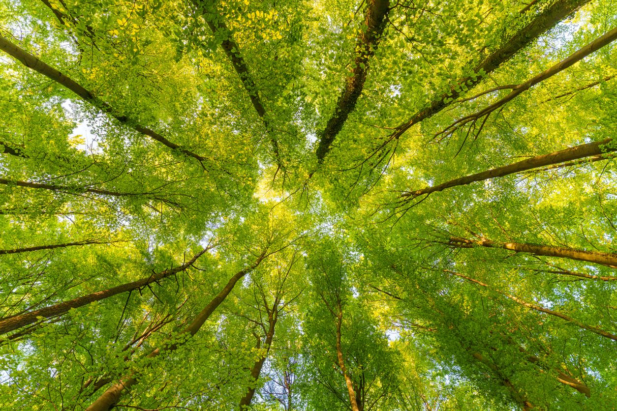 Heute.at - ARGE Soziale Waldarbeit: Ein Herz für Mensch & Natur