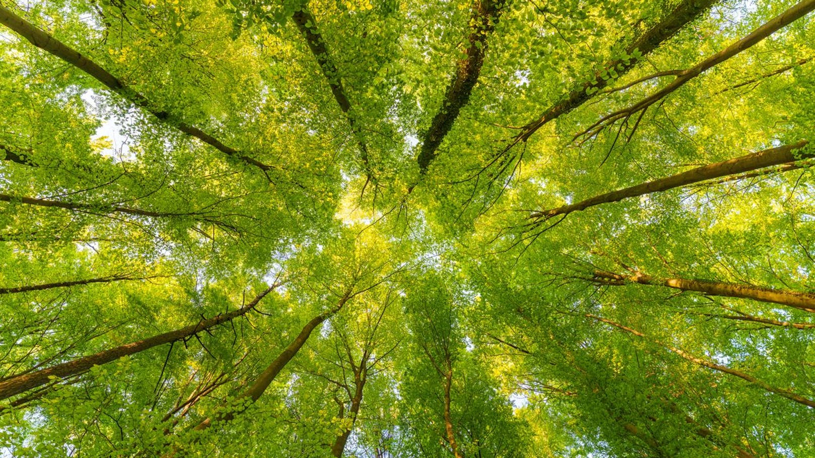 ARGE Soziale Waldarbeit: Ein Herz für Mensch & Natur