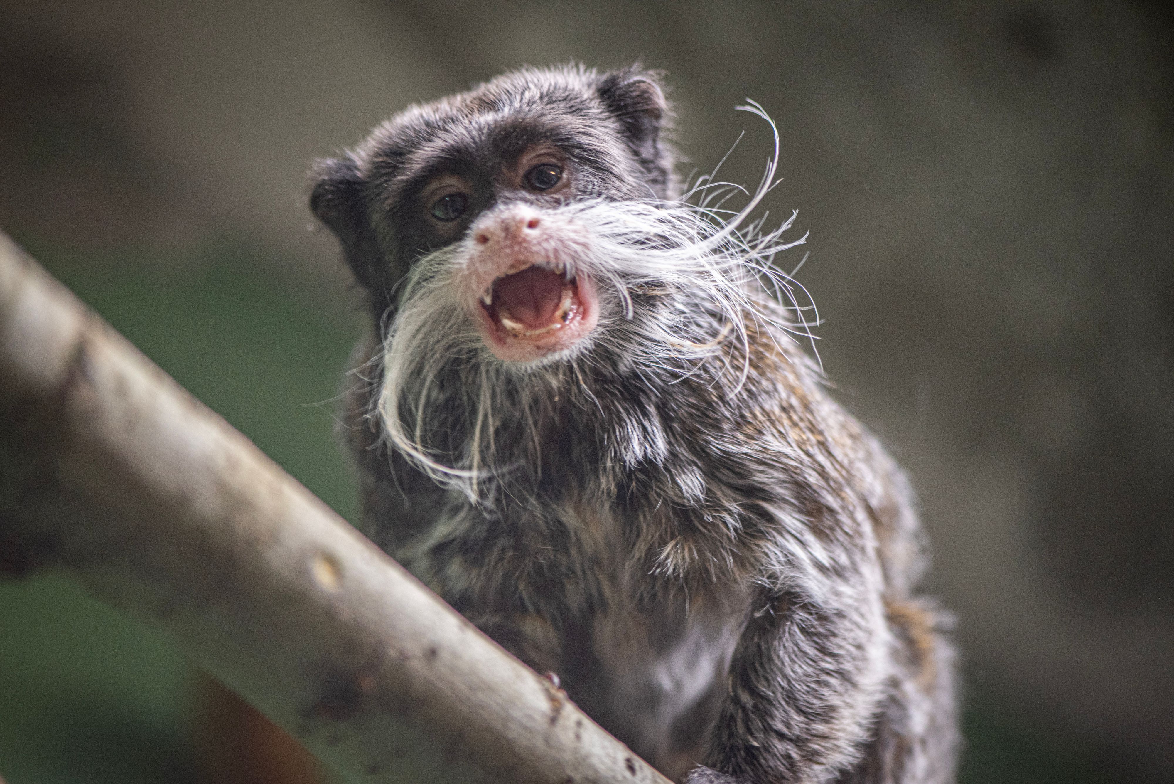Vom Afferl bis zur Schildkröte. Tierschutz Austria weiß nicht mehr wohin mit den Exoten.