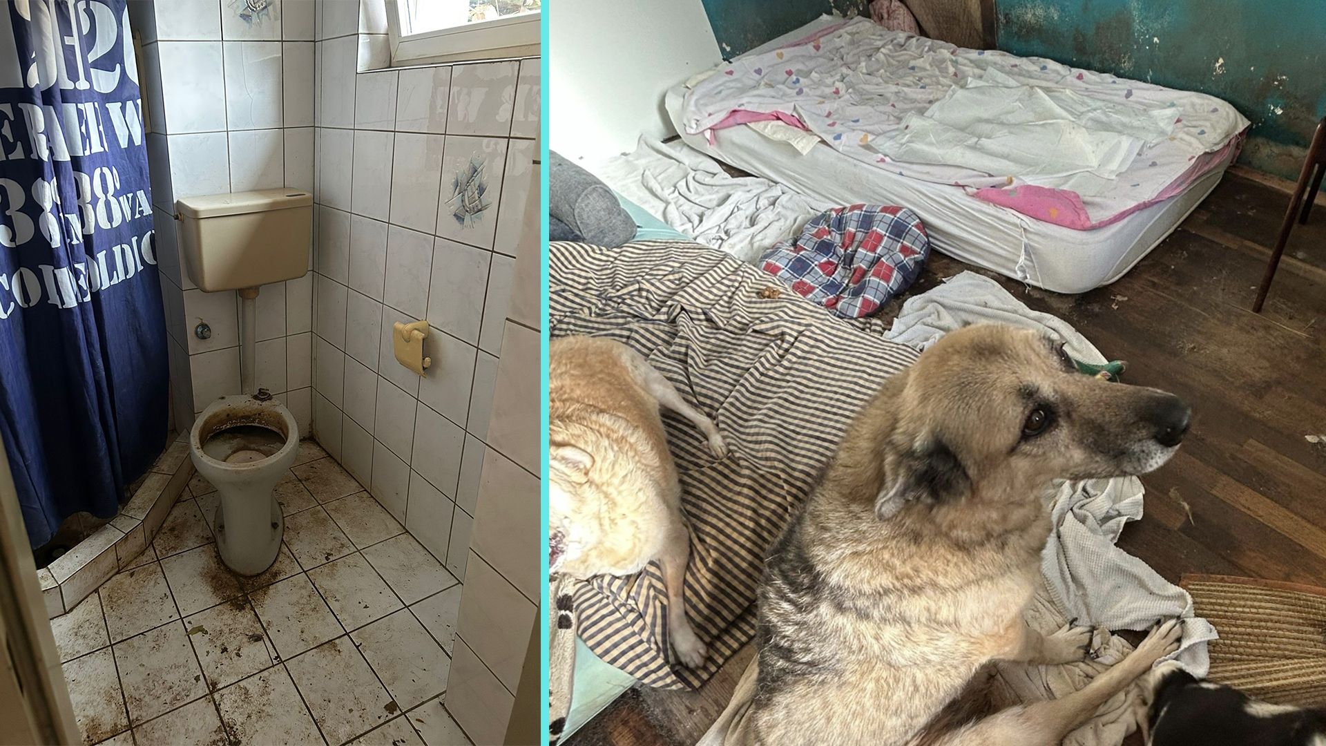 Aufgrund des Todes ihres Ehemannes ist eine Frau mit den Haustieren völlig überfordert.