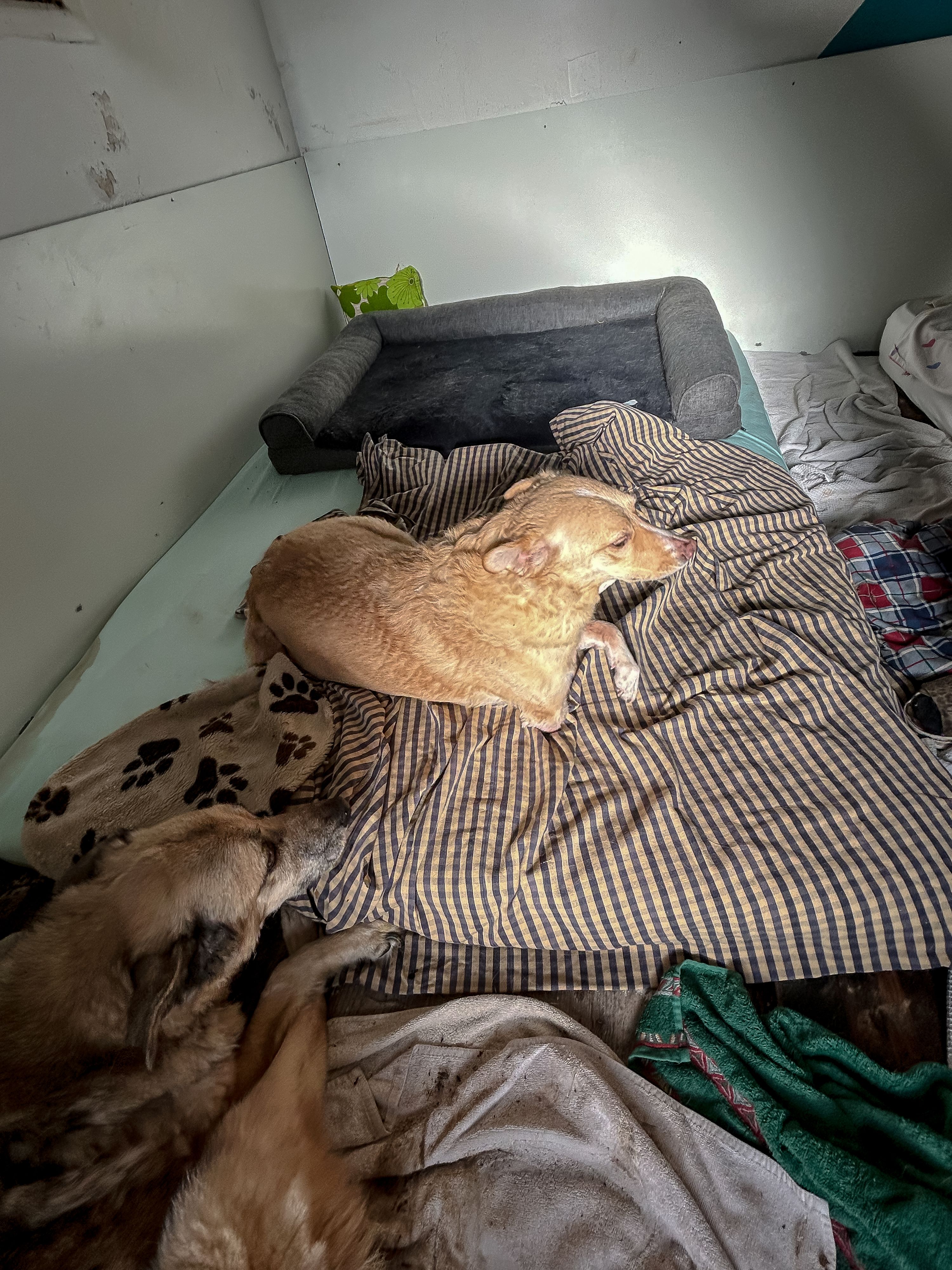 In dem Haus der Frau sollen sich 14 Hunde und mehrere Katzen befunden haben, die teils stark verwahrlost aufgefunden wurden.