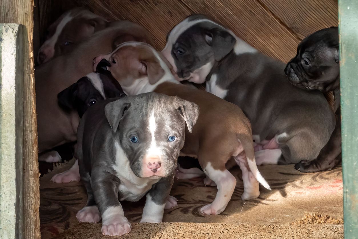 Die Zahl der eingeschläferten Tiere ist seit dem XL-Bully-Verbot in England und Wales gestiegen, die aber nicht bewirkt.