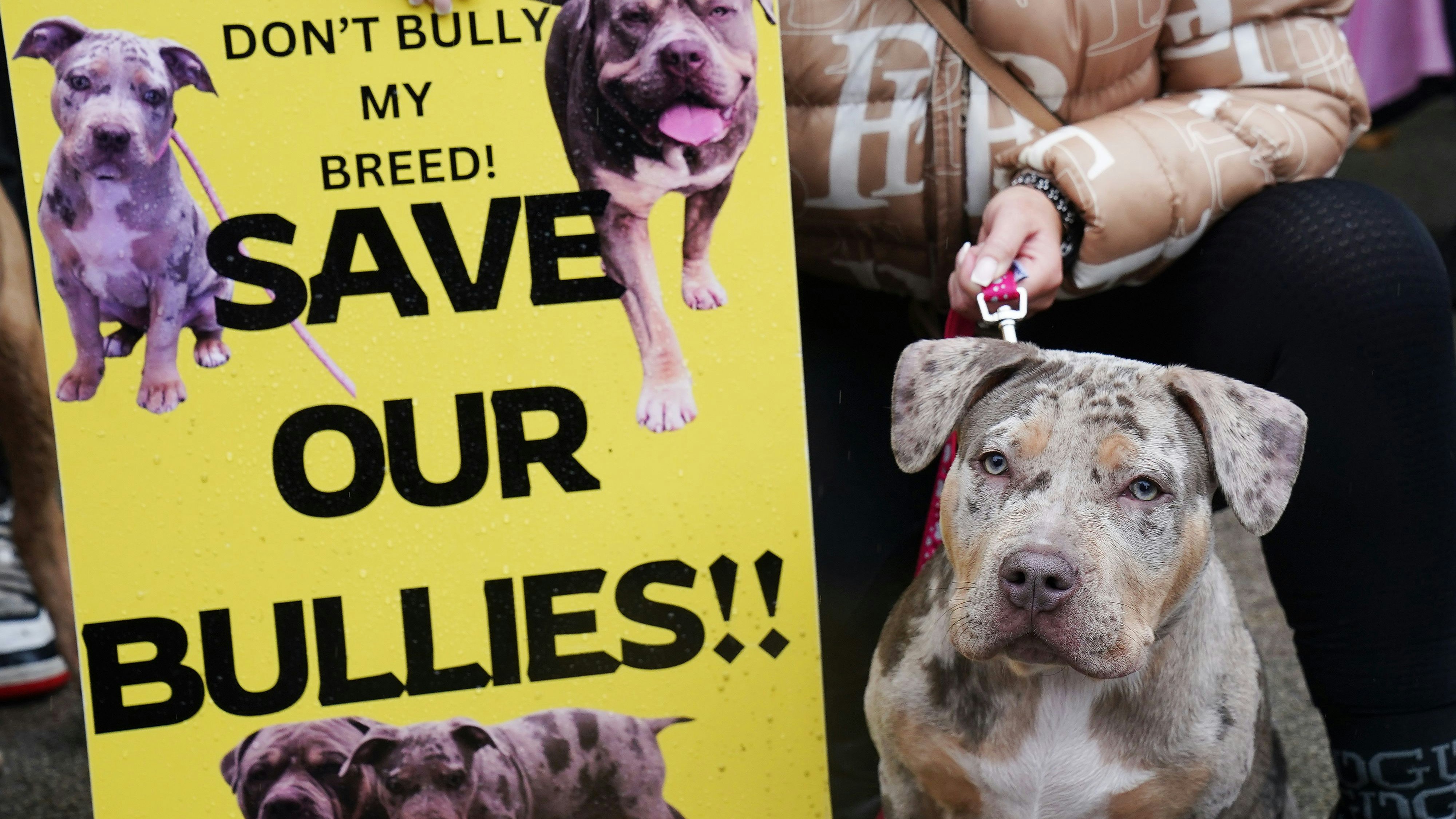 Demonstration gegen das Verbot von XL Bullys, das in England und Wales seit einem halben Jahr gilt.