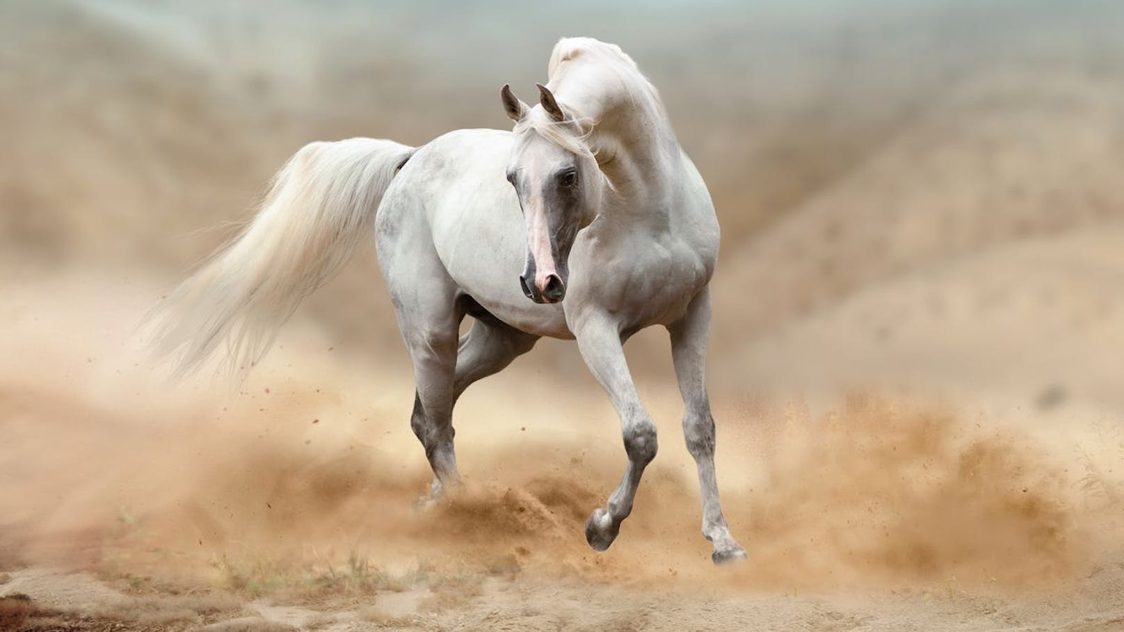 Bei diesem Araber erkennt man sehr gut, dass es sich um ein anmutiges Vollblut handelt muss. Elegante Tiere mit Pfeffer im Hintern. 