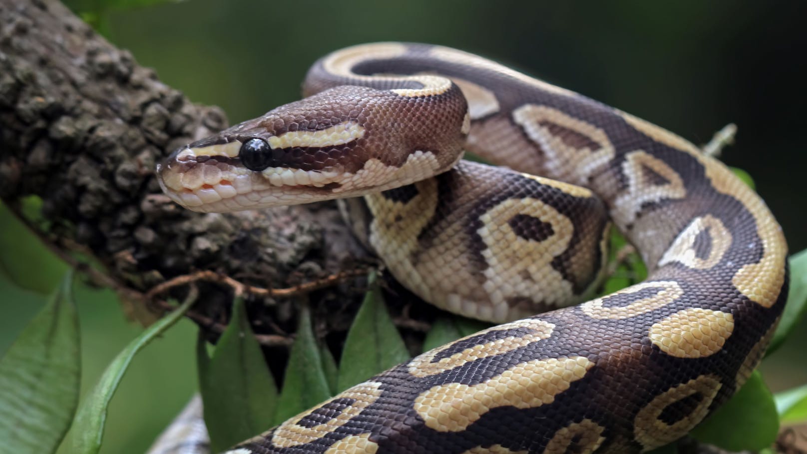 Reptiliendrama – fünf Pythons in Krems tot aufgefunden