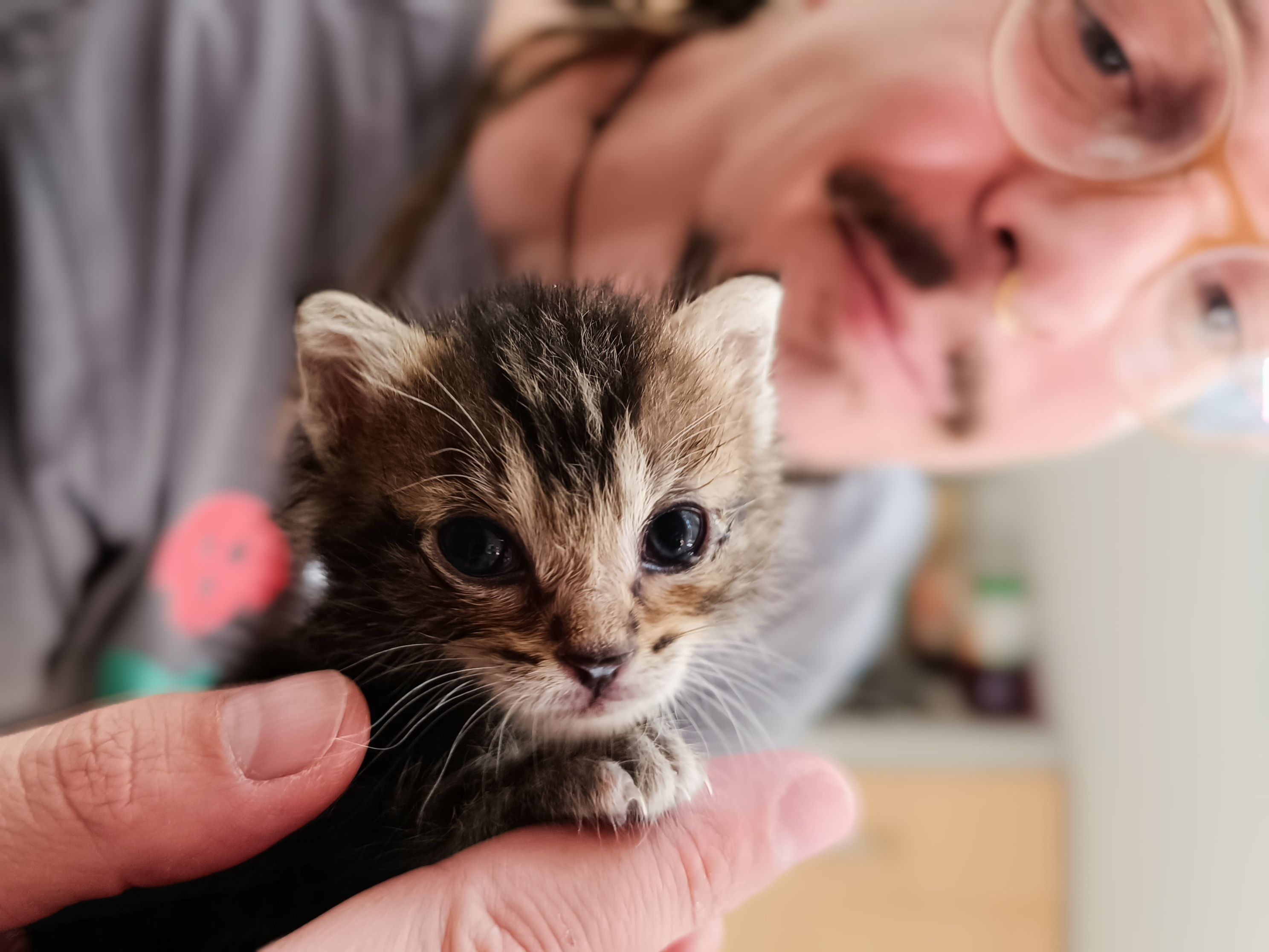 Tierpfleger Alfred Kofler mit dem Streunerkätzchen Ilvy.