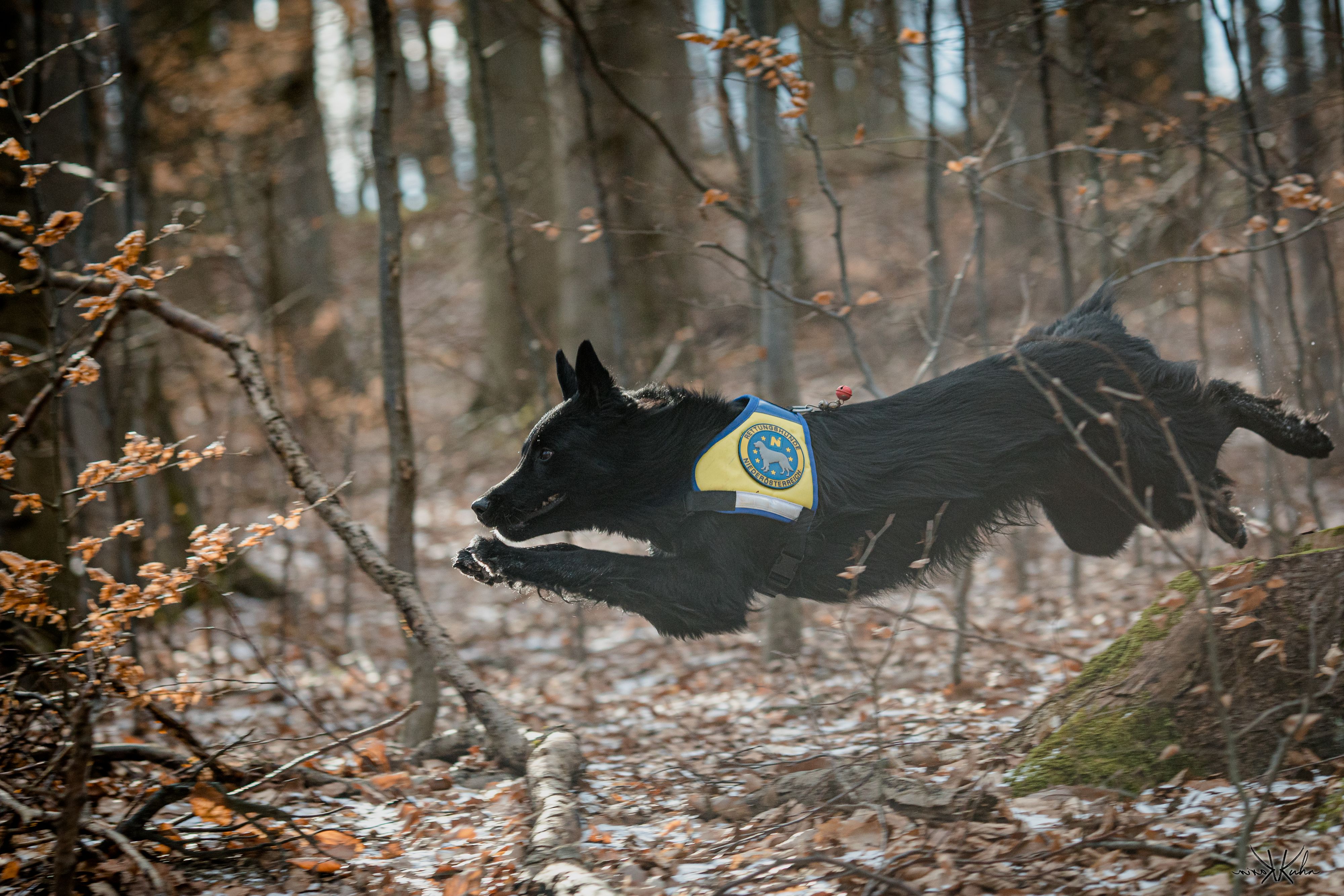 Die Rettungshunde Niederösterreich waren bei der Suche nach dem Mann im Einsatz. (Symbolbild)