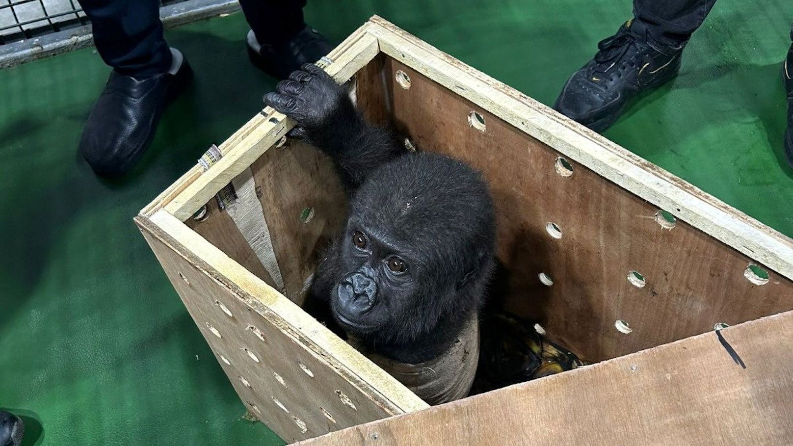 Baby-Gorilla in T-Shirt am Flughafen Istanbul entdeckt