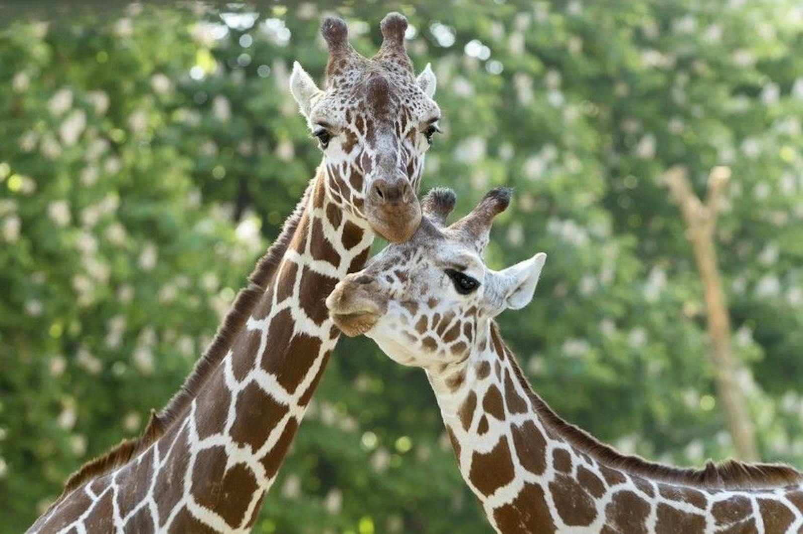 Die Giraffenherde wird in dieser Konstellation also keine Jungen mehr bekommen.