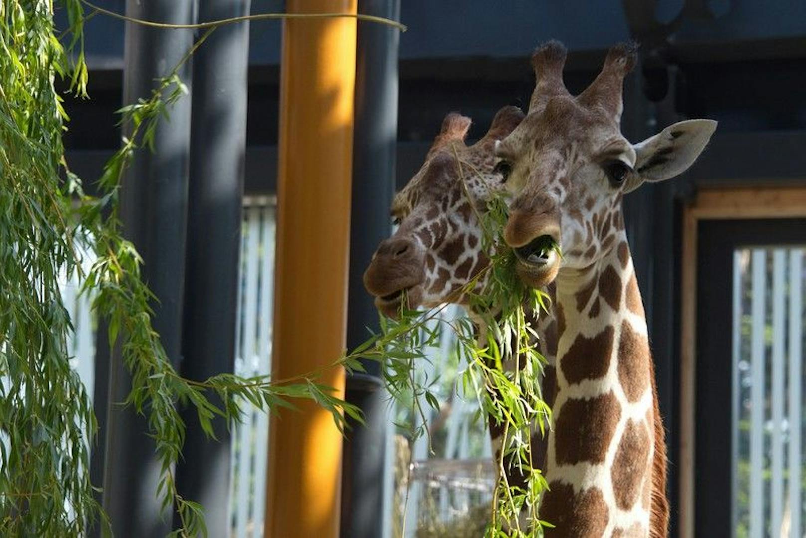 Die gesamte Giraffenherde wurde von Experten untersucht.