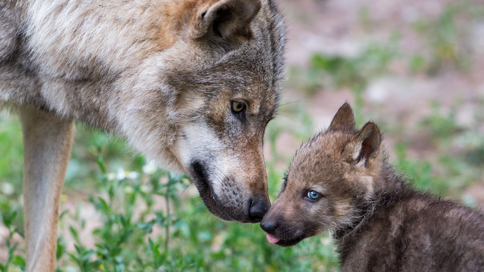 Der Wolf hat eine Chance verdient! 