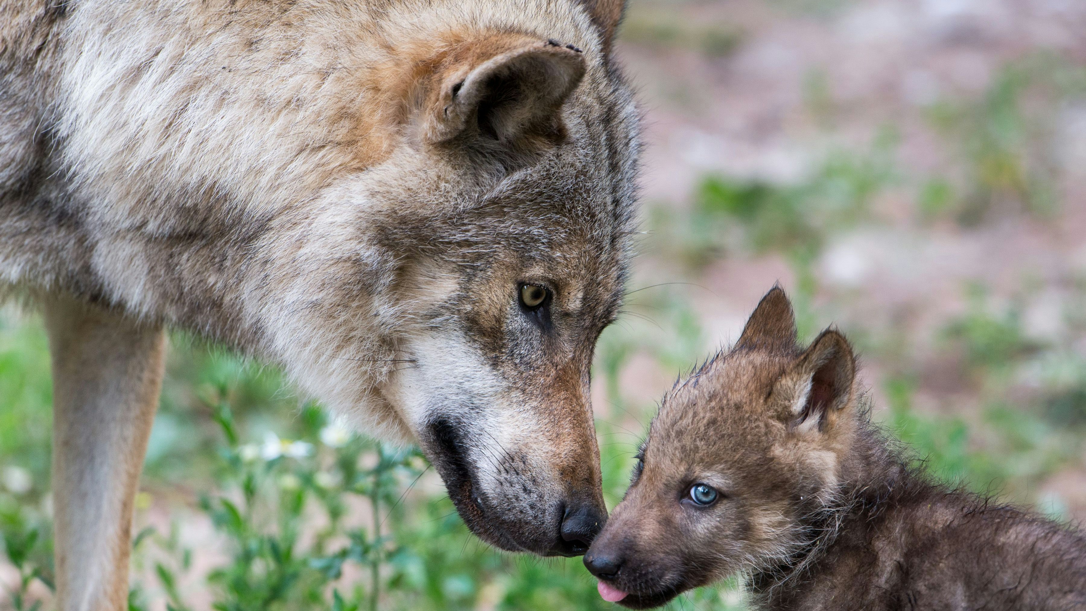 Heute.at - Neues Gutachten schüttelt Landwirte ordentlich durch