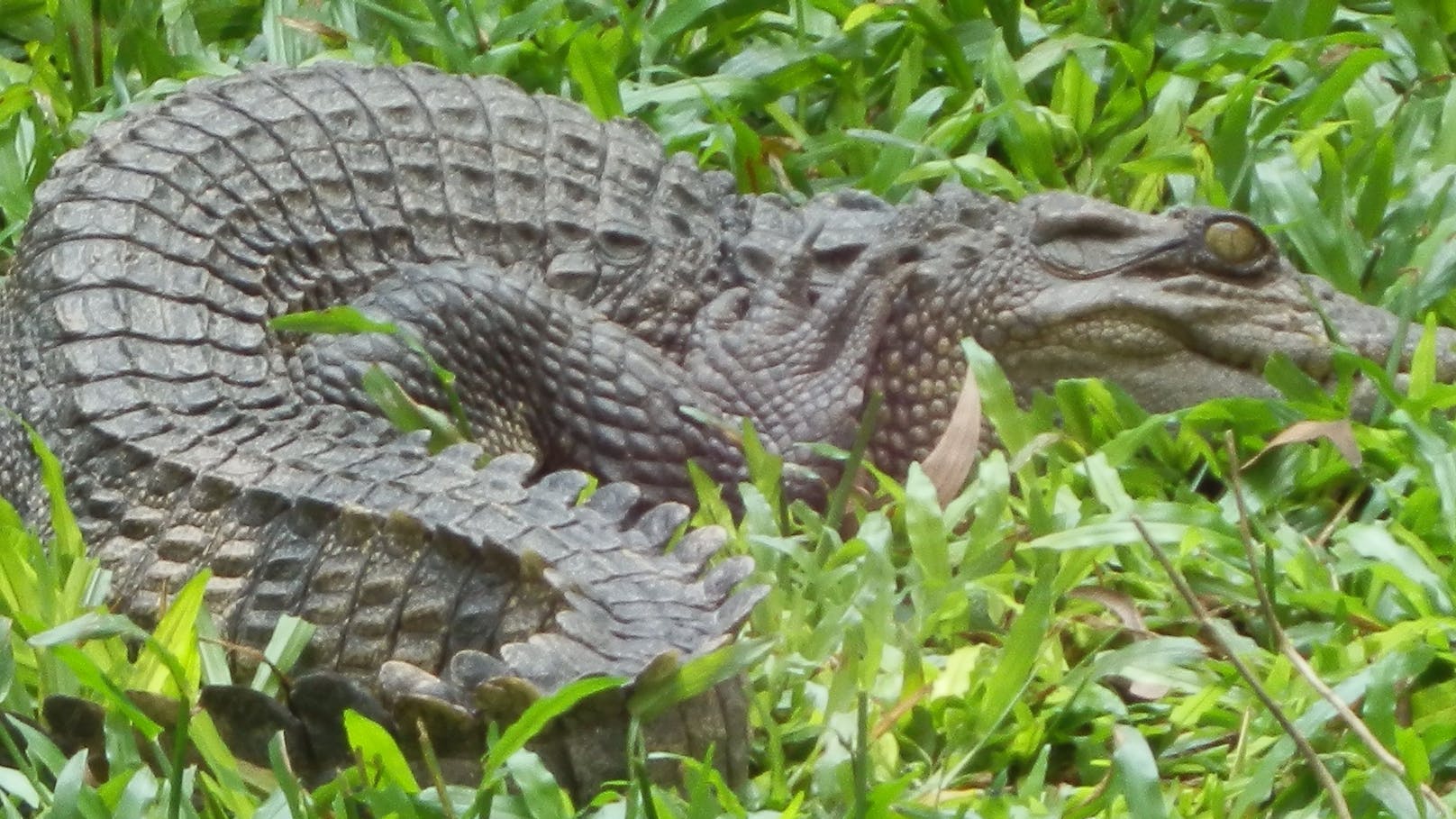 Eher per Zufall wurde ein Gelege der stark bedrohten Siam-Krokodile entdeckt. 