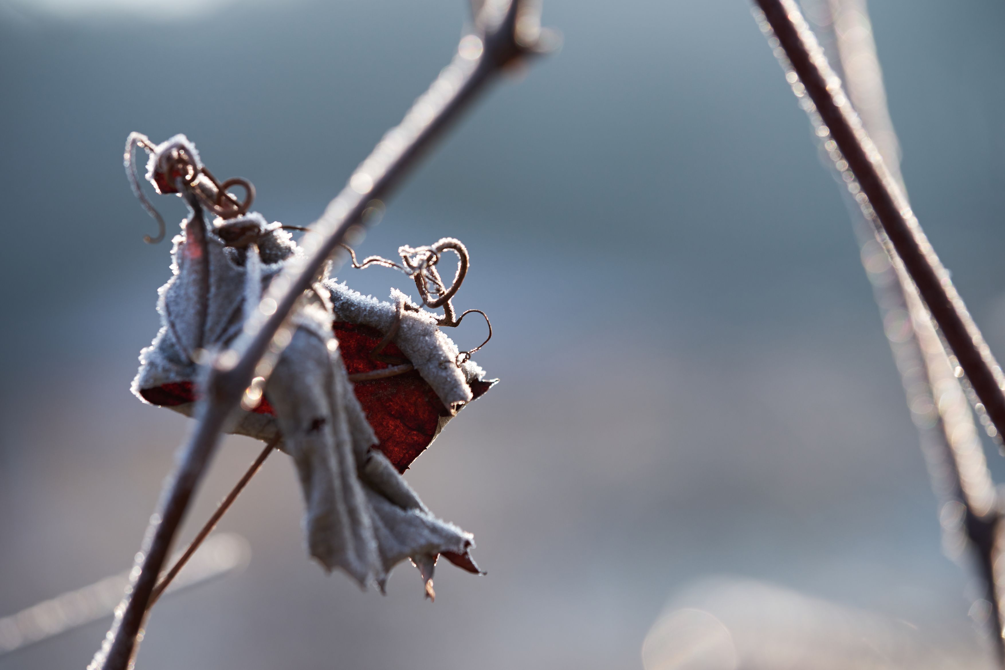 Zum Wochenende steuern frostige Temperaturen auf Österreich zu. (Symbolbild)