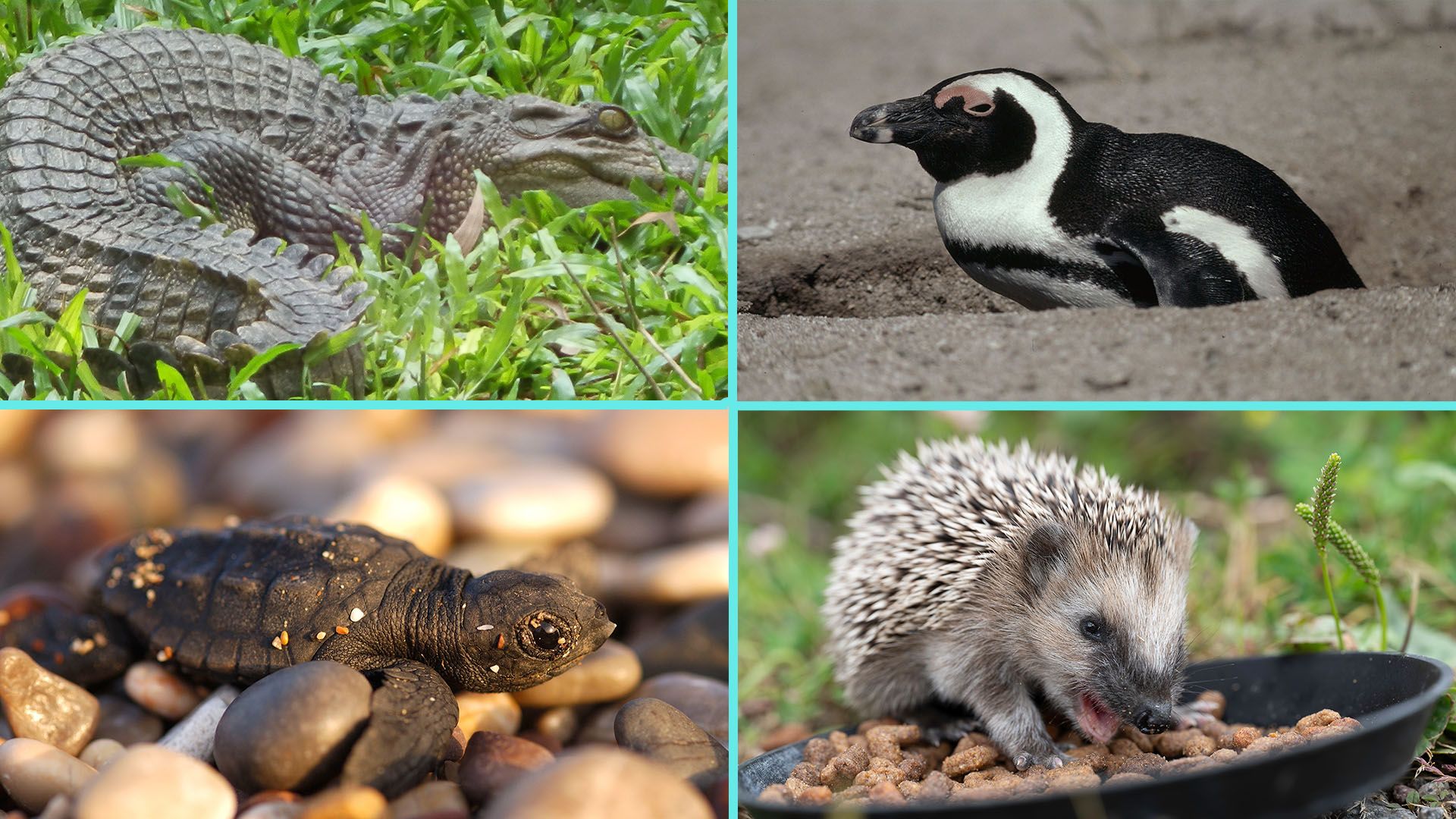 Euch heuer gab es viel zu lachen und viel zu weinen.