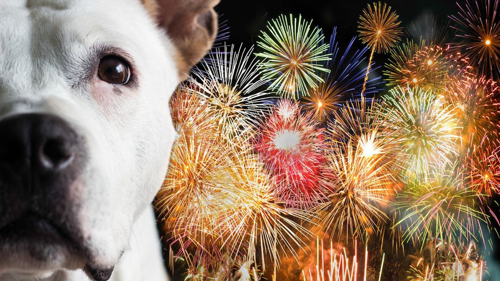 So kann "Braunes Rauschen" bei Silvesterangst helfen